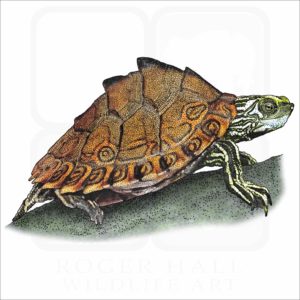 Pascagoula Map Turtle illustration