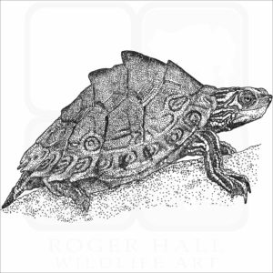 Pascagoula Map Turtle