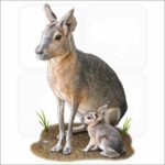 Patagonian Mara illustration