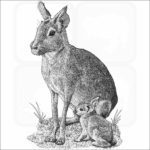 Patagonian Mara