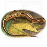 Patch-Nosed Salamander illustration