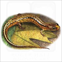 Patch-Nosed Salamander illustration