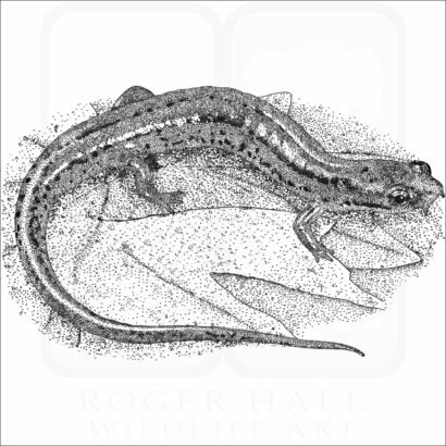 Patch-Nosed Salamander