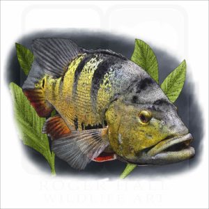 Peacock Bass illustration
