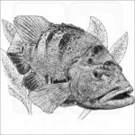 Peacock Bass