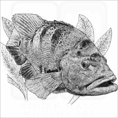 Peacock Bass