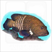 Peacock Grouper illustration