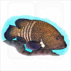Peacock Grouper illustration