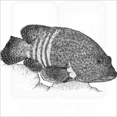 Peacock Grouper