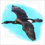 Pelagic Cormorant illustration