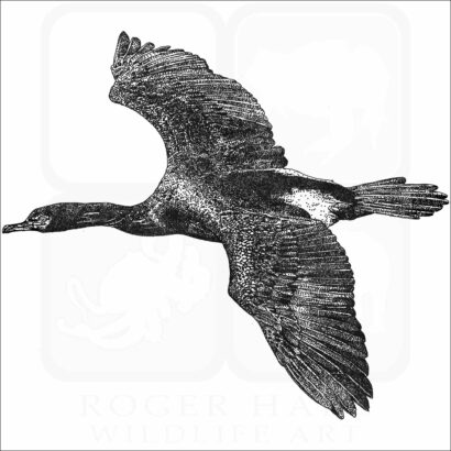 Pelagic Cormorant