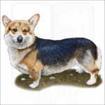 Pembroke Welsh Corgi illustration