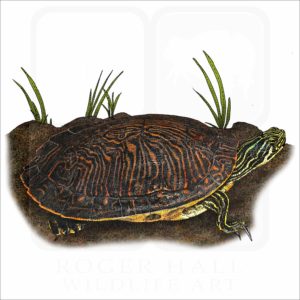 Peninsula Cooter illustration