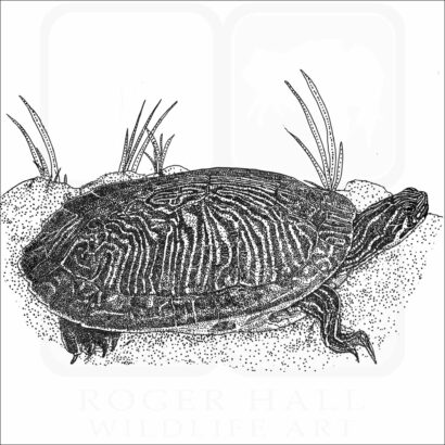 Peninsula Cooter