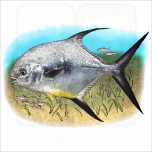 Permit illustration