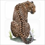 Persian Leopard illustration
