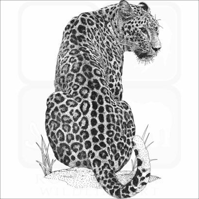 Persian Leopard