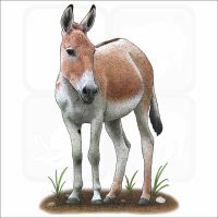 Persian Onager illustration