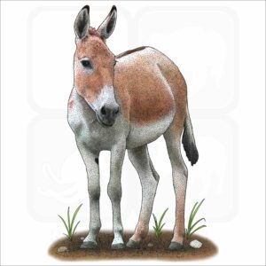 Persian Onager illustration