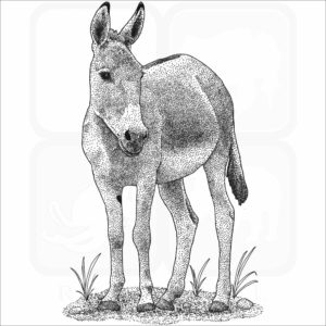 Persian Onager or Persian Wild Ass