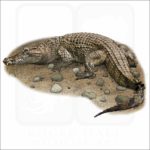 Philippine Crocodile illustration