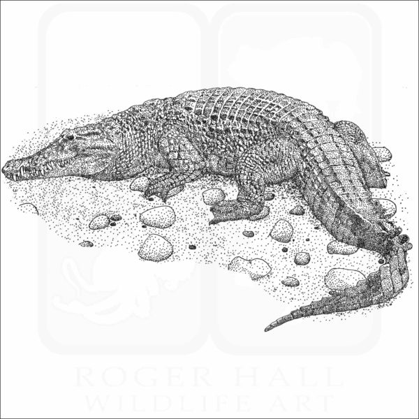 Philippine Crocodile