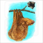 Philippine Flying Lemur illustration