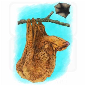 Philippine Flying Lemur illustration