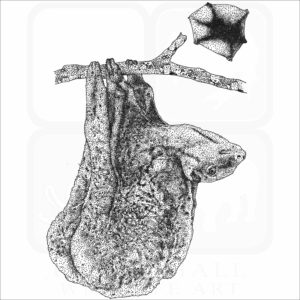 Philippine Flying Lemur