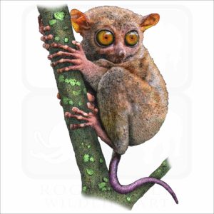 Philippine Tarsier illustration