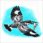 Pied Kingfisher illustration