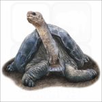 Pinta Island Tortoise illustration