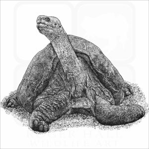 Pinta Island Tortoise
