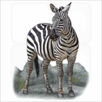 Plains Zebra illustration