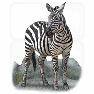 Plains Zebra illustration