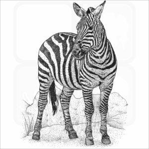 Plains Zebra
