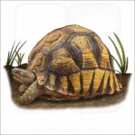 Ploughshare Tortoise illustration
