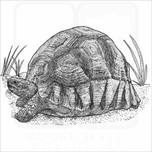 Ploughshare Tortoise