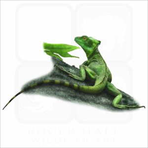 Plumed Basilisk illustration