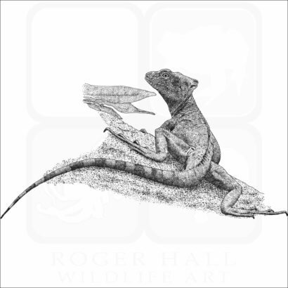 Plumed Basilisk