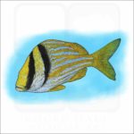 Atlantic Porkfish illustration
