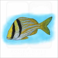 Atlantic Porkfish illustration