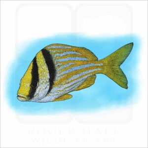 Atlantic Porkfish illustration