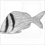 Atlantic Porkfish