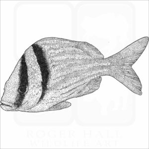 Atlantic Porkfish