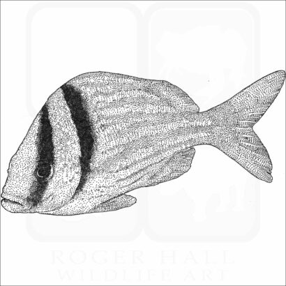 Atlantic Porkfish
