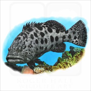 Potato Grouper or Cod illustration