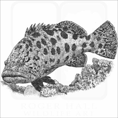 Potato Grouper or Cod