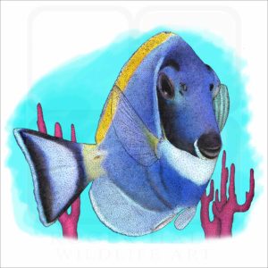 Powder Blue Tang illustration