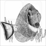 Powder Blue Tang